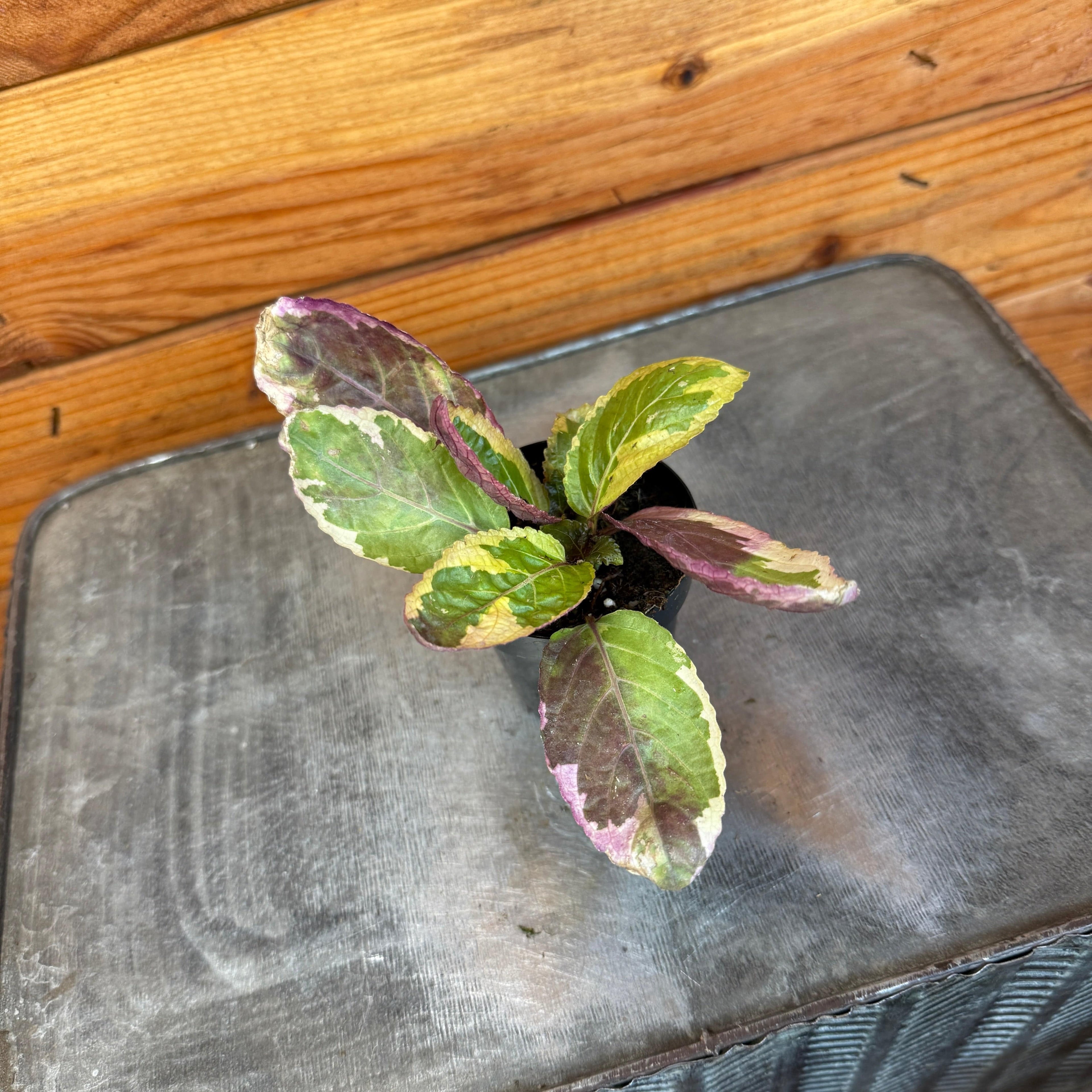 Hemigraphis Variegated Waffle, 2" Plant live plant