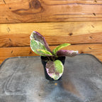 Hemigraphis Variegated Waffle, 2" Plant live plant - additional view 2
