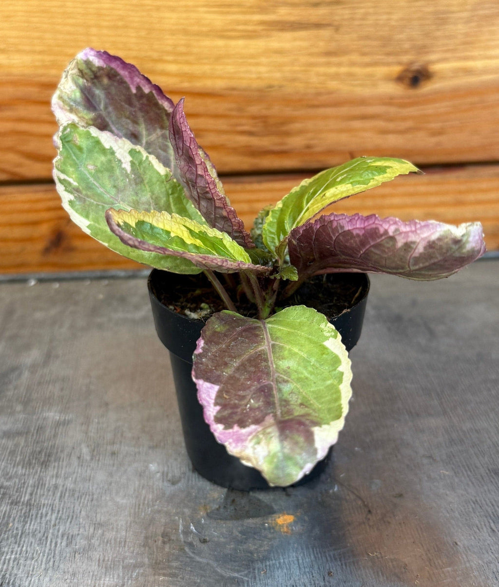 Hemigraphis Variegated Waffle, 2" Plant live plant - additional view 3