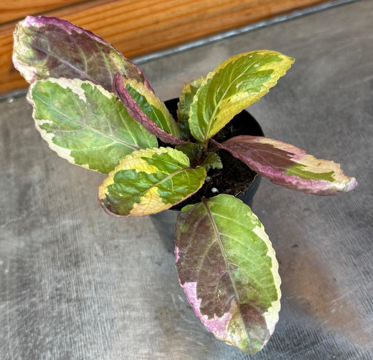 Hemigraphis Variegated Waffle, 2" Plant live plant - additional view 4