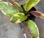 Hemigraphis Variegated Waffle, 2" Plant live plant - additional view 5