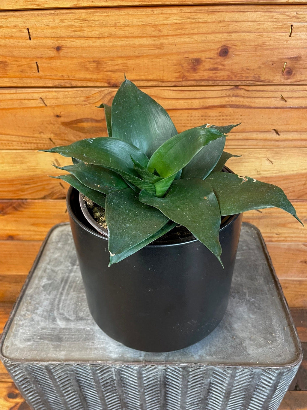 Sansevieria Black Jade Hahnii, 6" Plant live plant