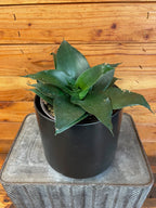 Sansevieria Black Jade Hahnii, 6" Plant live plant