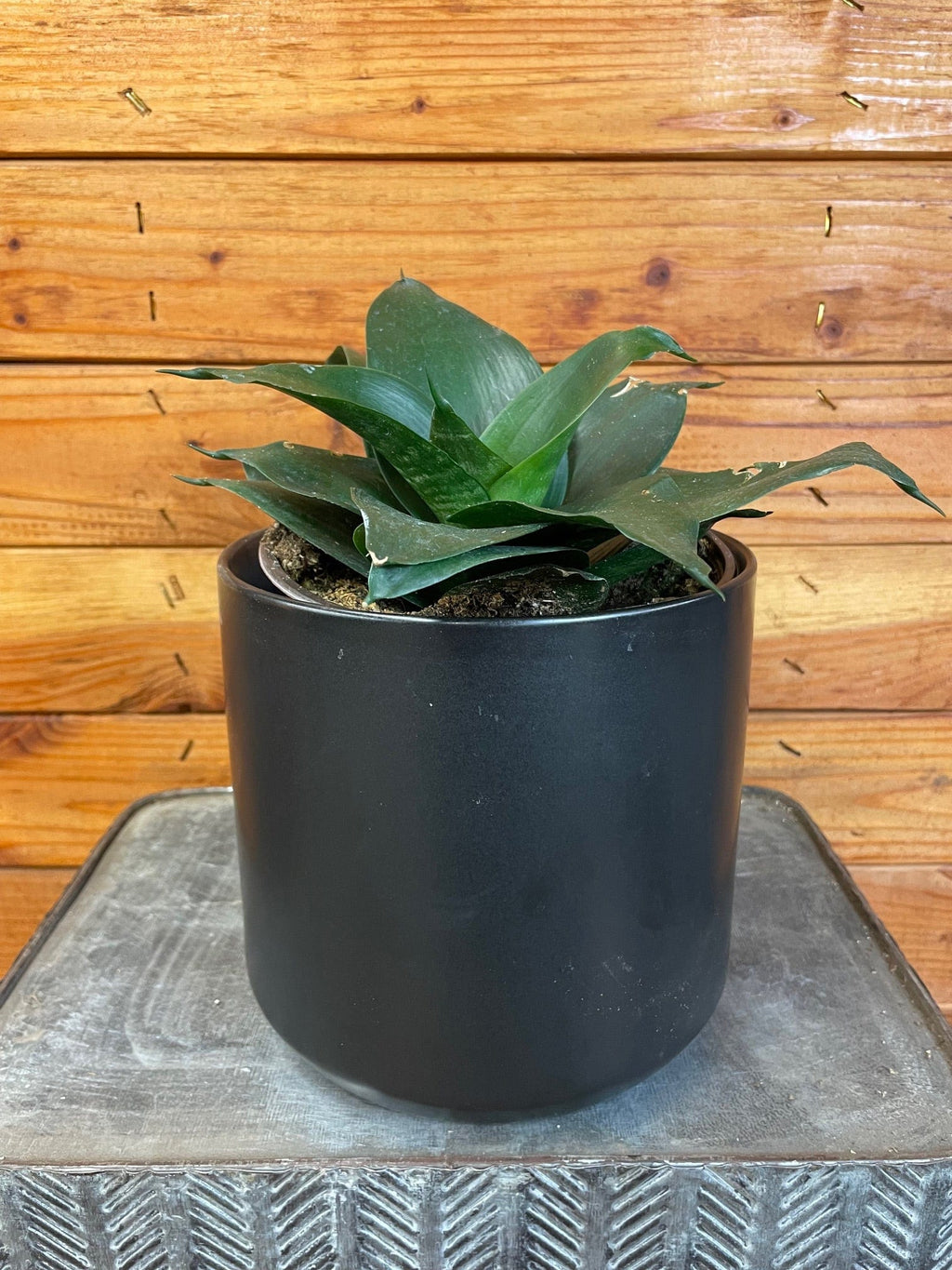Sansevieria Black Jade Hahnii, 6" Plant live plant - additional view 2