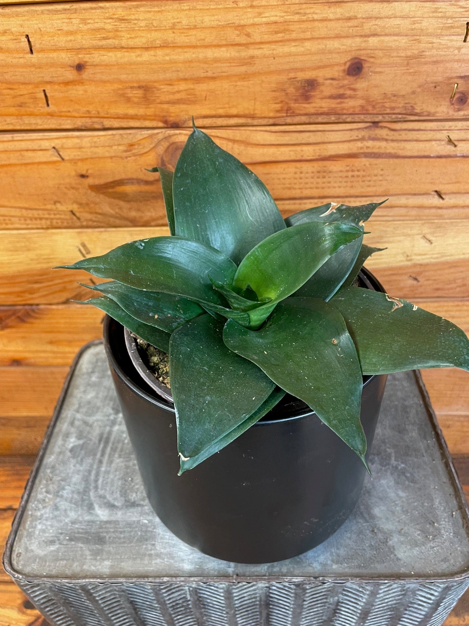 Sansevieria Black Jade Hahnii, 6" Plant live plant - additional view 3