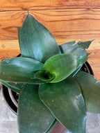 Sansevieria Black Jade Hahnii, 6" Plant live plant - additional view 4