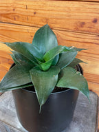 Sansevieria Black Jade Hahnii, 6" Plant live plant - additional view 5