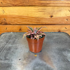 Cryptanthus Pink, 2" Plant live plant