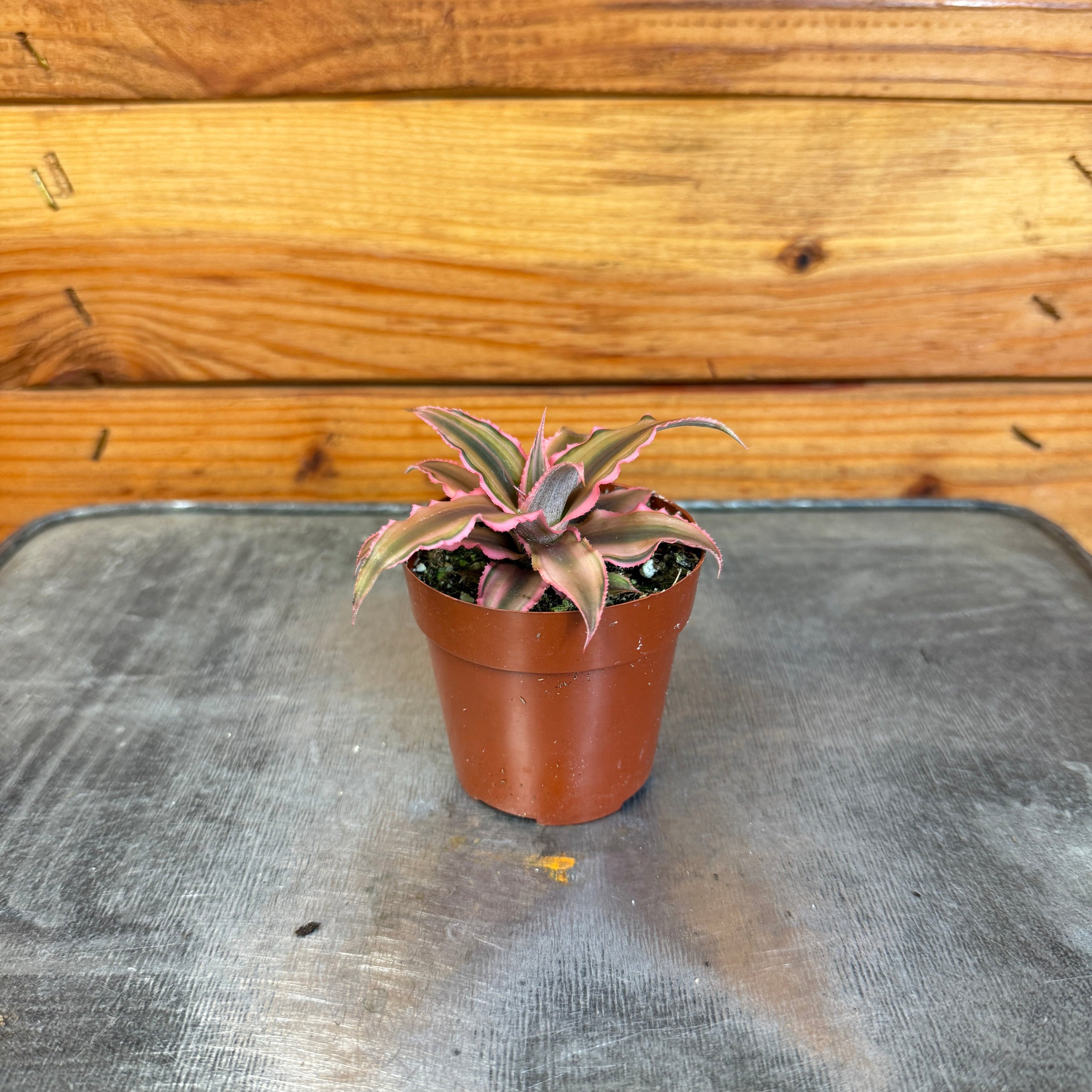 Cryptanthus Pink, 2" Plant live plant