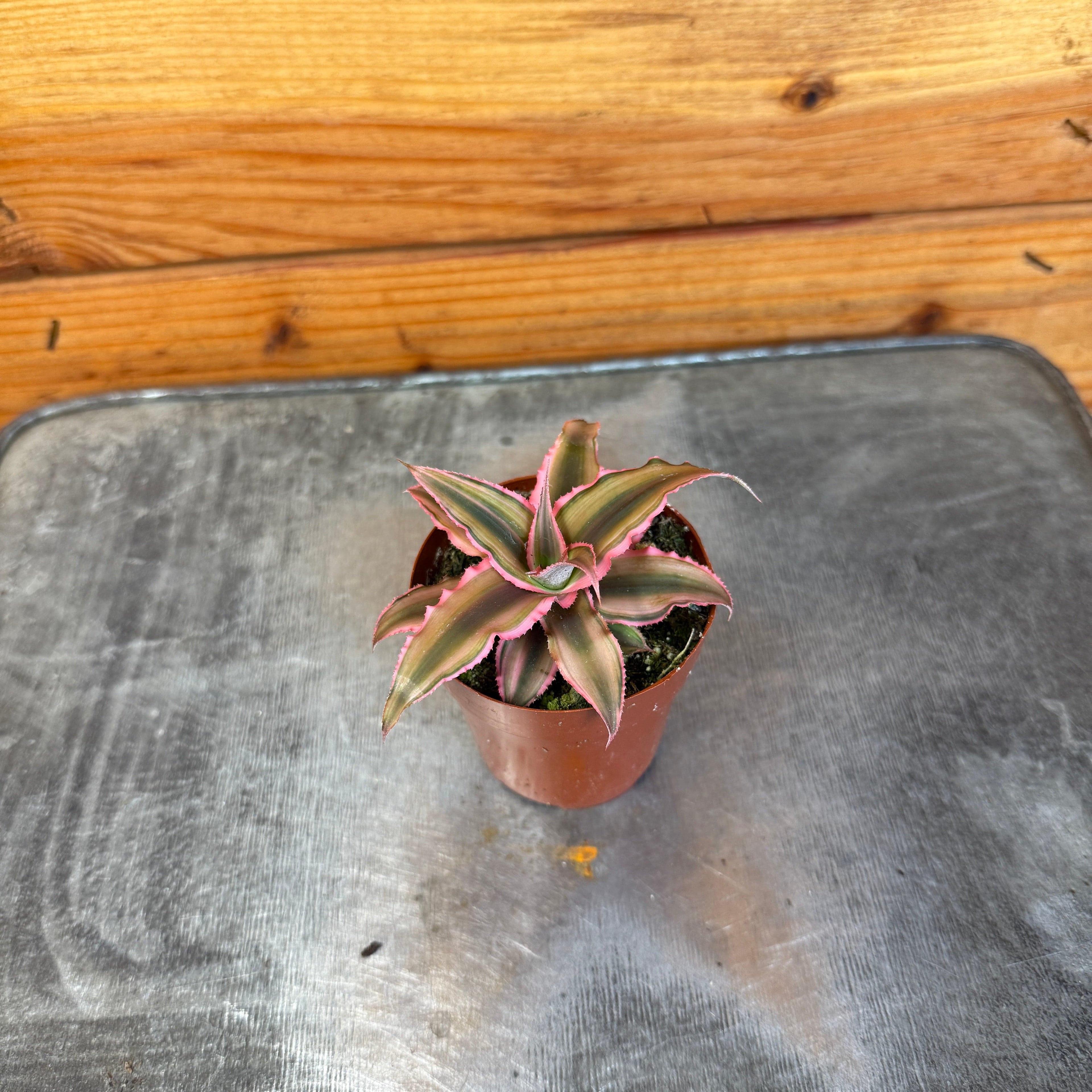 Cryptanthus Pink, 2" Plant live plant - additional view 2