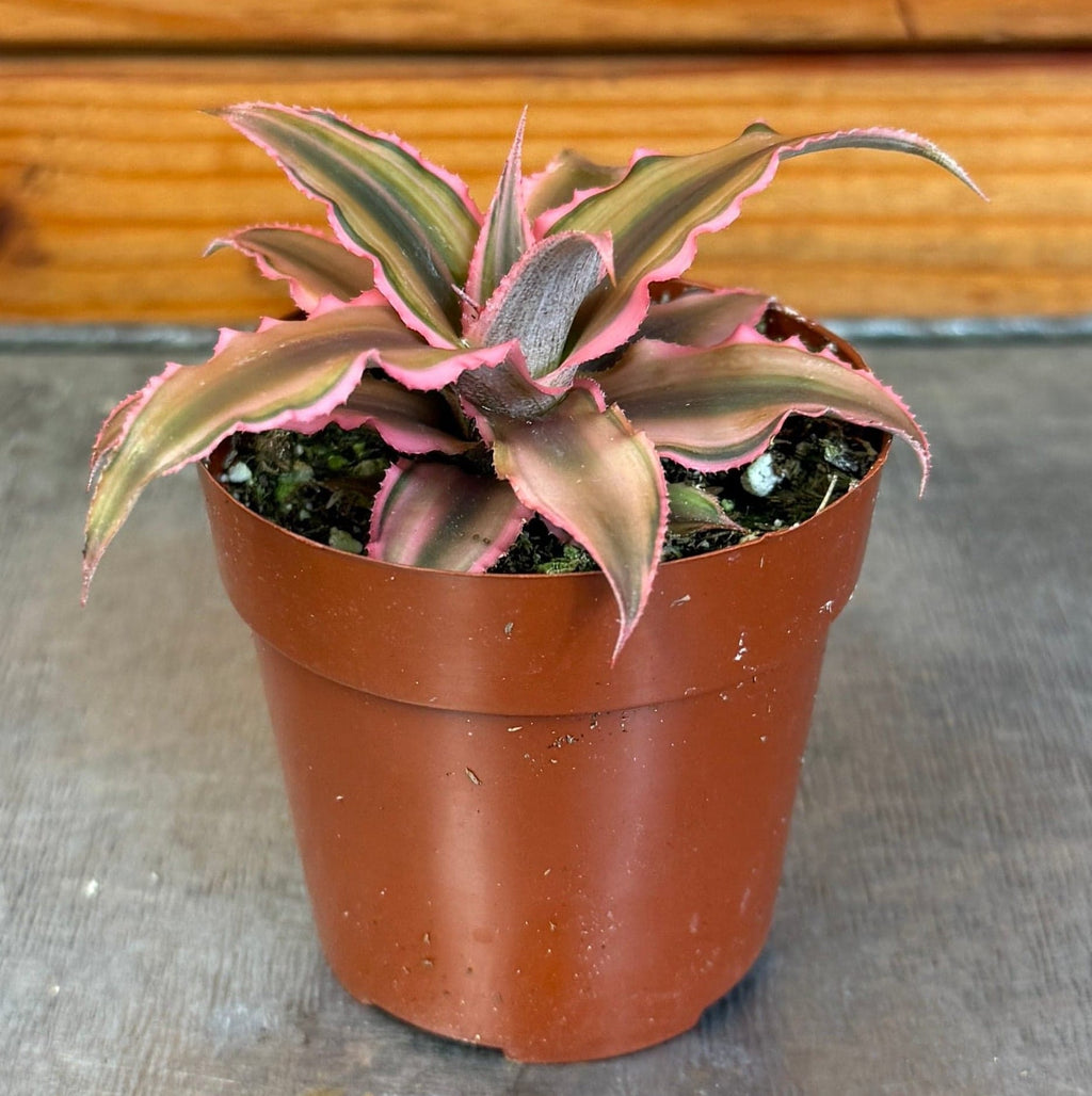 Cryptanthus Pink, 2" Plant live plant - additional view 3