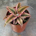Cryptanthus Pink, 2" Plant live plant - additional view 4