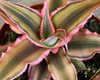 Cryptanthus Pink, 2" Plant live plant - additional view 5