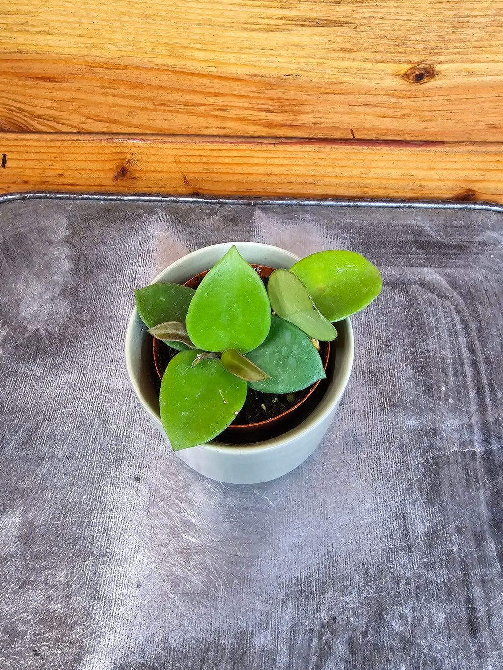 Hoya CV Chouke, 2" Plant live plant