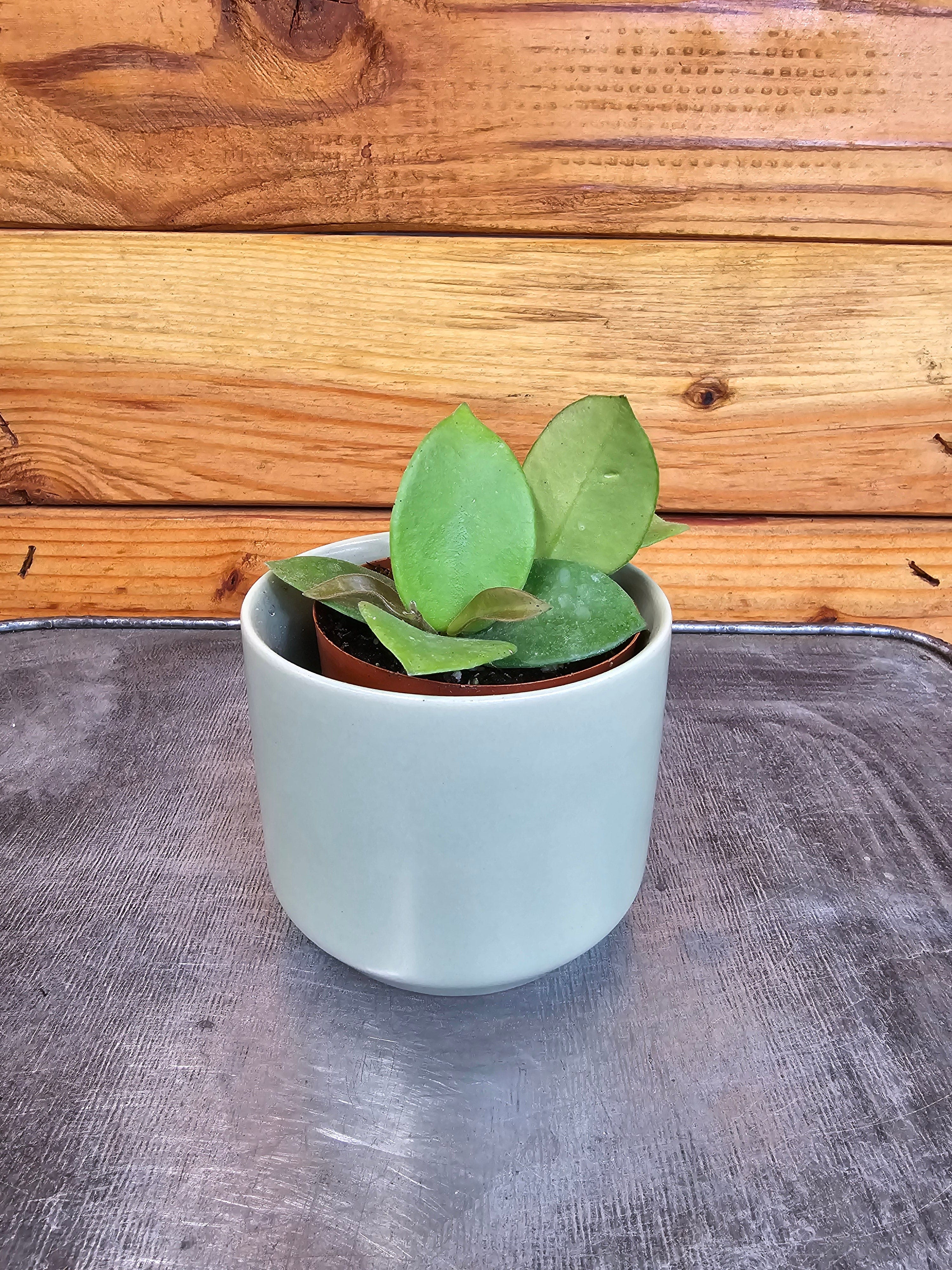 Hoya CV Chouke, 2" Plant live plant - additional view 2