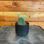 Opuntia Microdasys Albispina, 2" Plant live plant