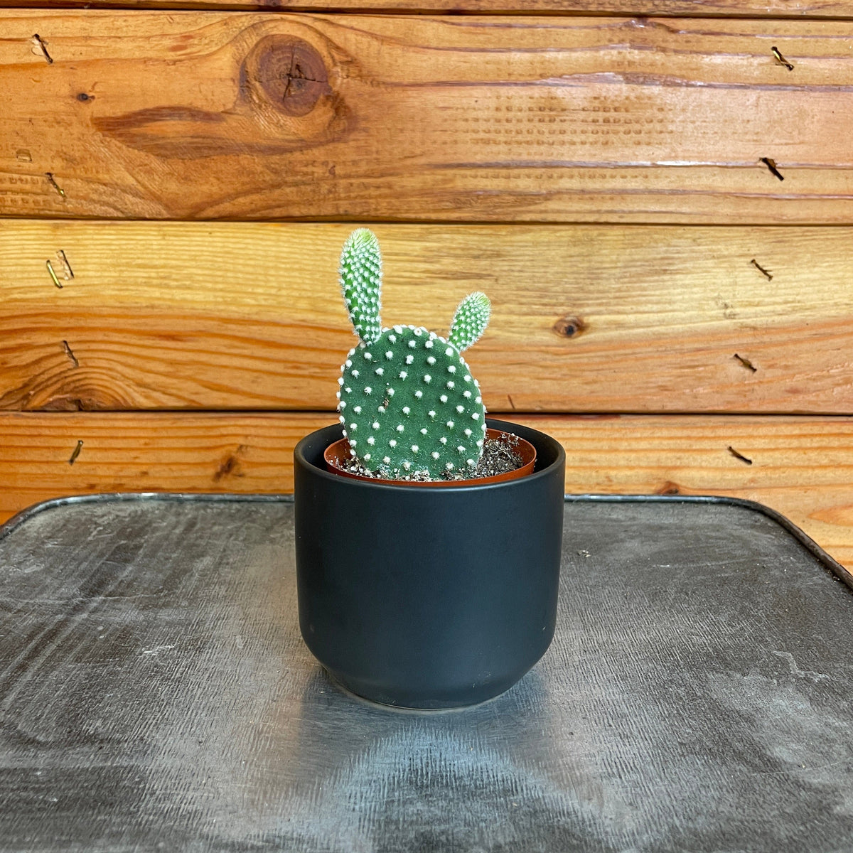 Opuntia Microdasys Albispina, 2" Plant live plant