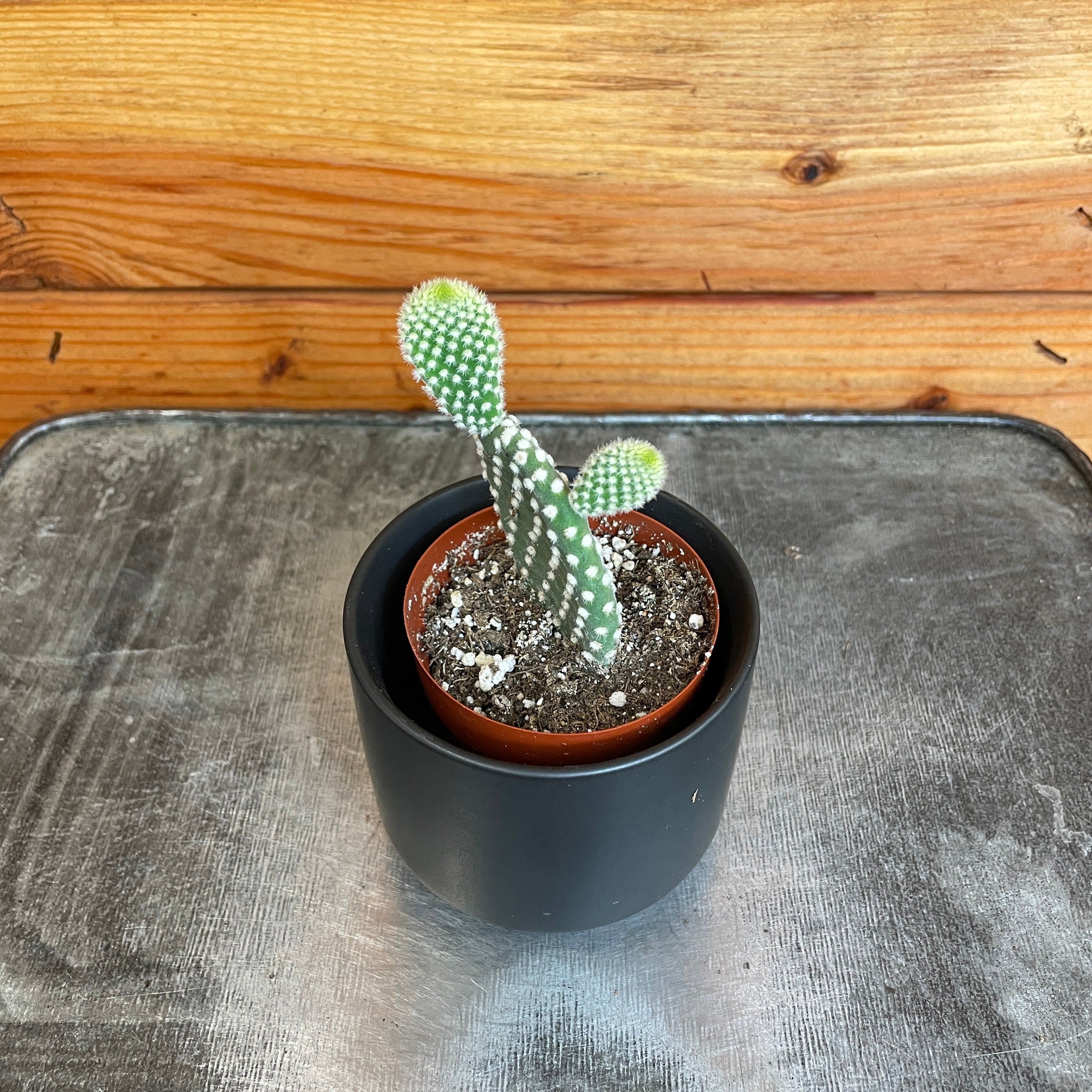 Opuntia Microdasys Albispina, 2" Plant live plant - additional view 2