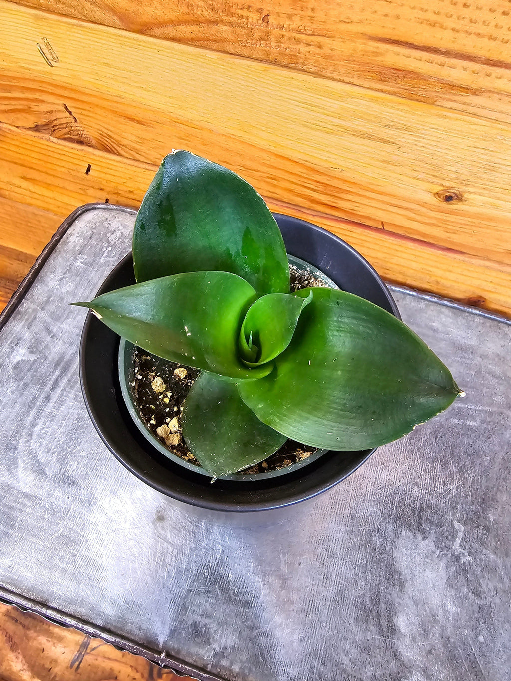 Sansevieria Black Jade Hahnii, 4" Plant live plant