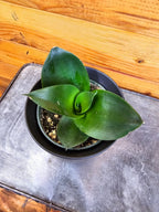 Sansevieria Black Jade Hahnii, 4" Plant live plant