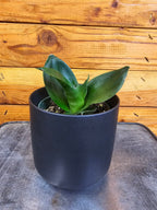 Sansevieria Black Jade Hahnii, 4" Plant live plant - additional view 2