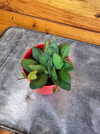 Hoya Bilobata, 2" Plant live plant