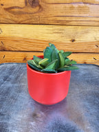 Hoya Bilobata, 2" Plant live plant - additional view 2