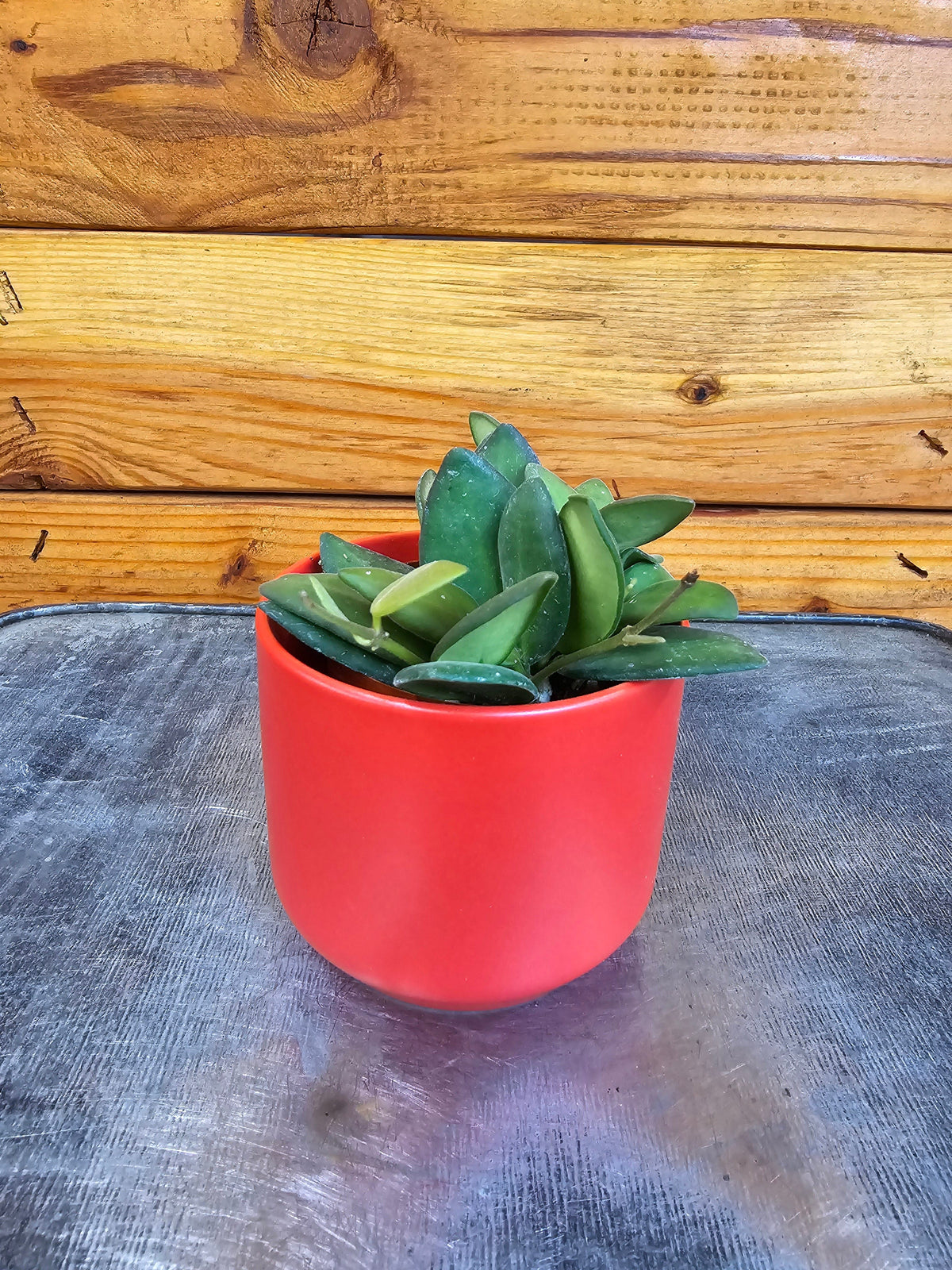 Hoya Bilobata, 2" Plant live plant - additional view 2