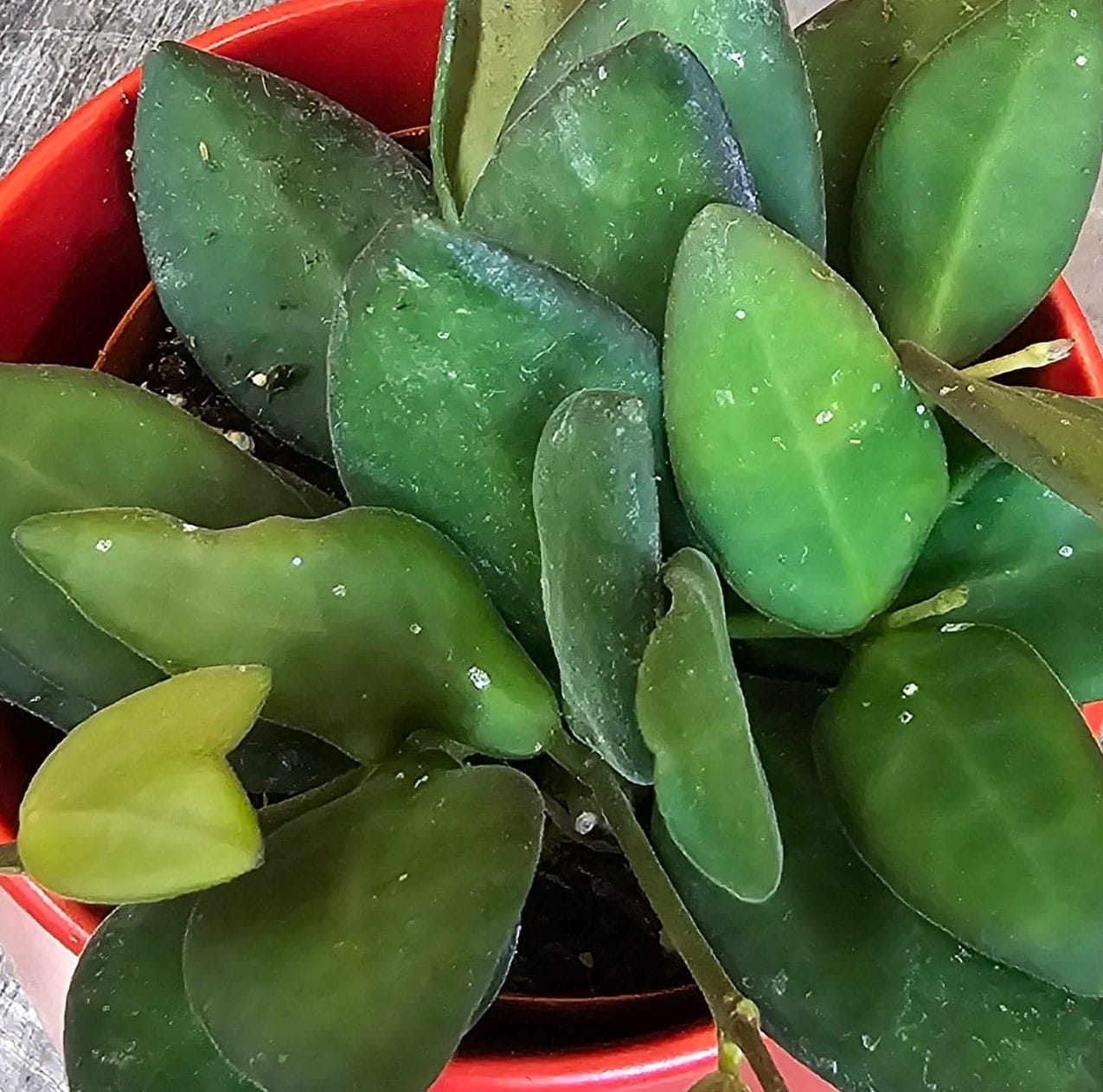 Hoya Bilobata, 2" Plant live plant - additional view 3