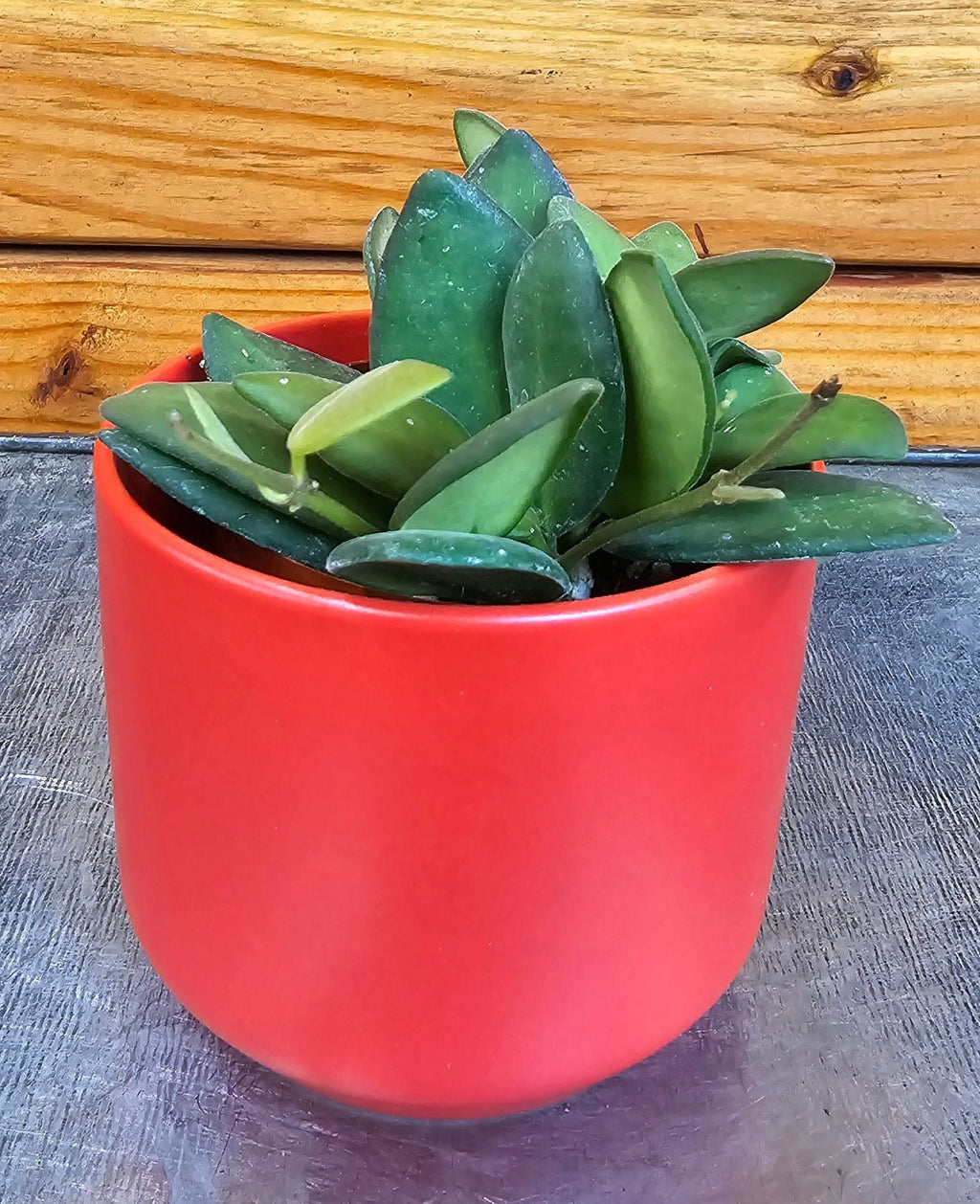Hoya Bilobata, 2" Plant live plant - additional view 4