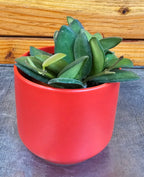 Hoya Bilobata, 2" Plant live plant - additional view 4