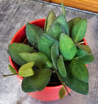 Hoya Bilobata, 2" Plant live plant - additional view 5