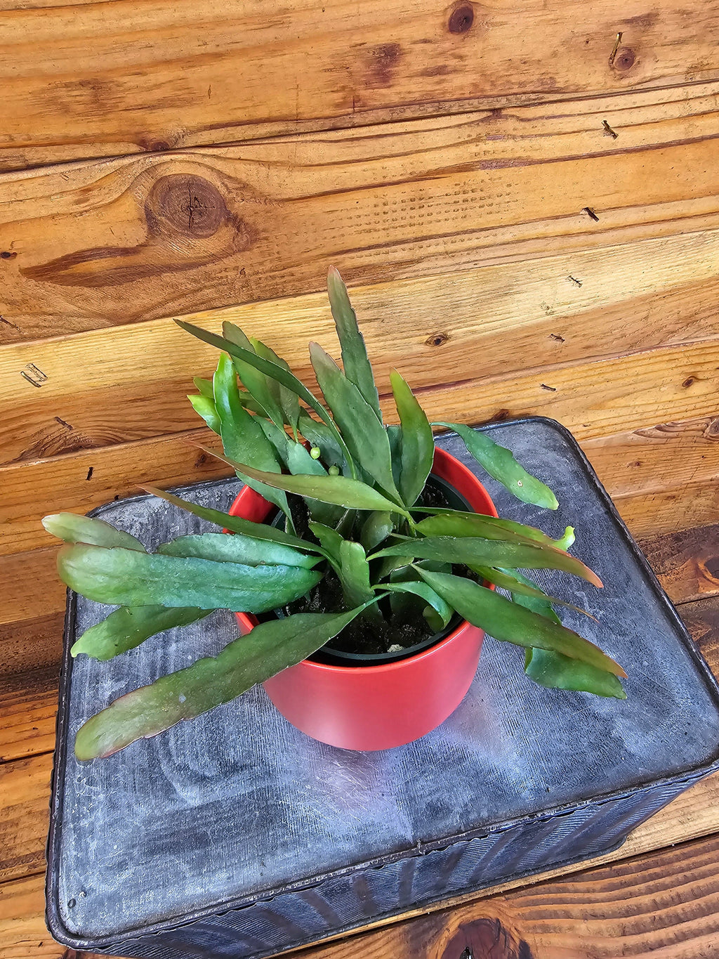 Pseudoripsalis Red Oval Orchid Cactus, 4" Plant live plant