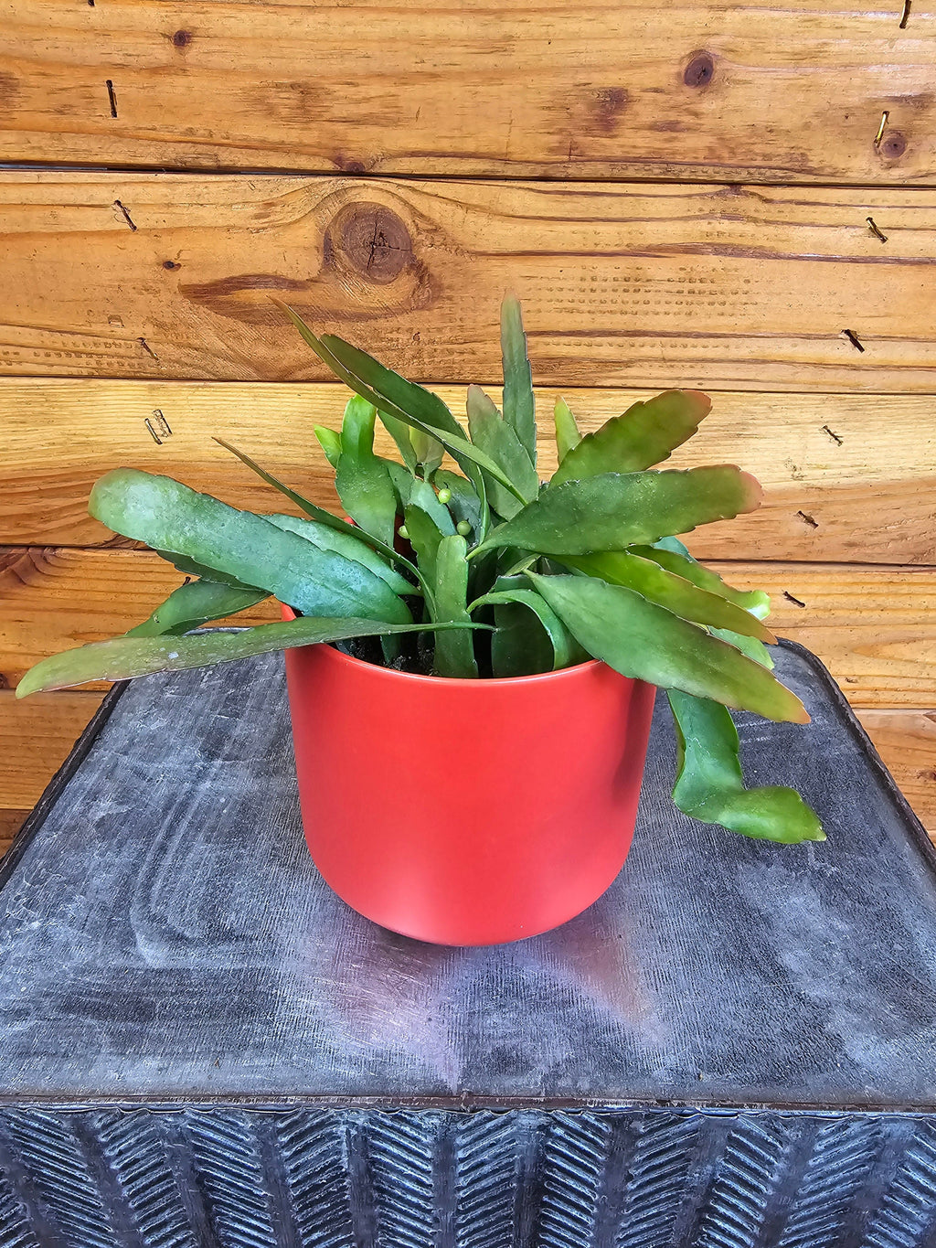Pseudoripsalis Red Oval Orchid Cactus, 4" Plant live plant - additional view 2