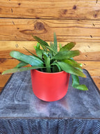 Pseudoripsalis Red Oval Orchid Cactus, 4" Plant live plant - additional view 2