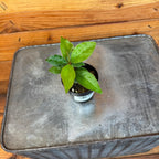 Ardisia humilis, 2" Plant live plant