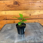 Ardisia humilis, 2" Plant live plant - additional view 2