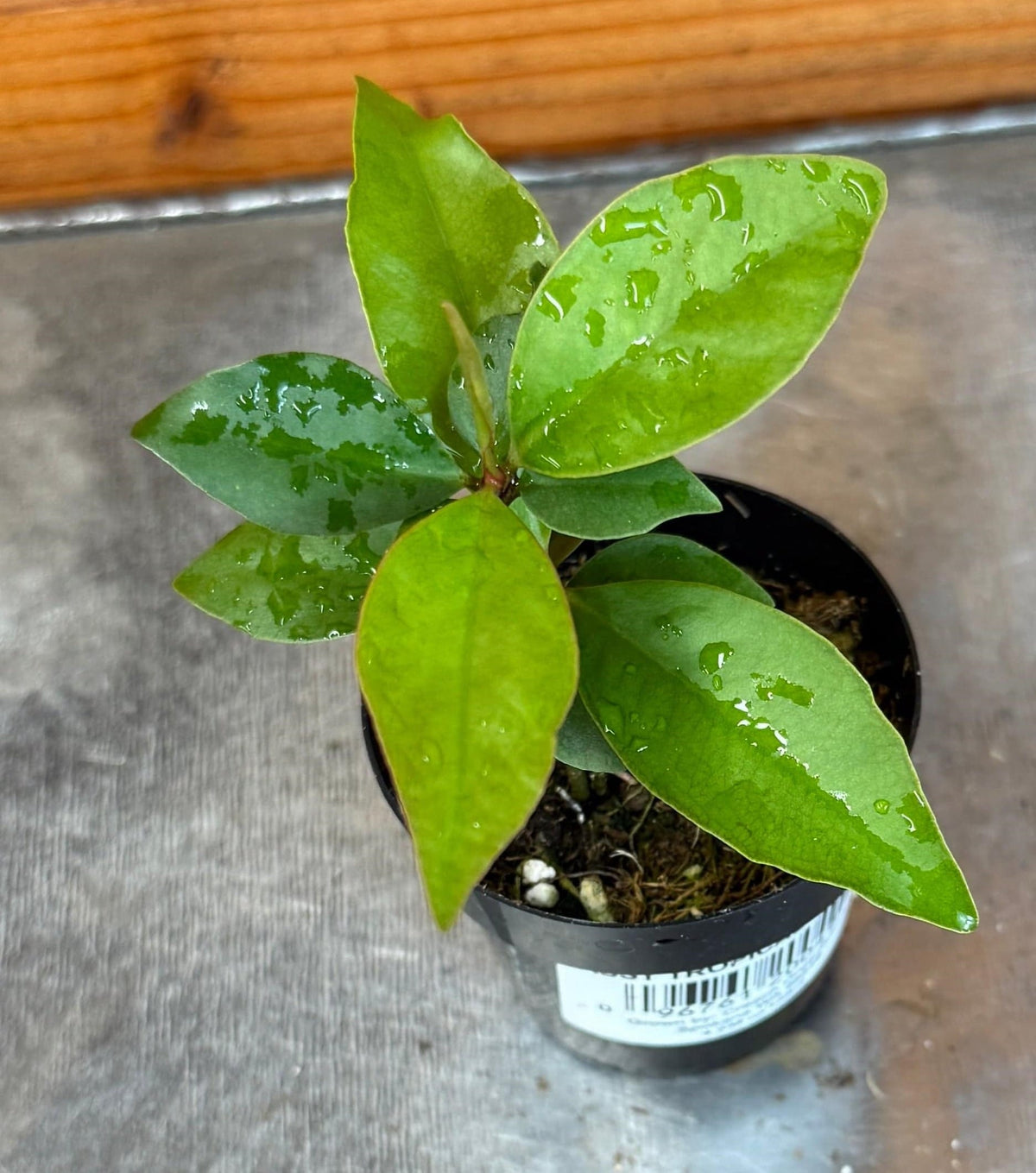 Ardisia humilis, 2" Plant live plant - additional view 3