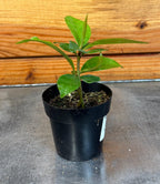 Ardisia humilis, 2" Plant live plant - additional view 4