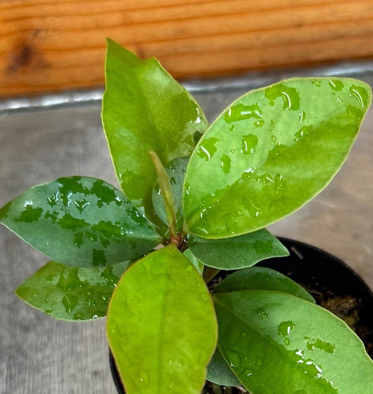 Ardisia humilis, 2" Plant live plant - additional view 5