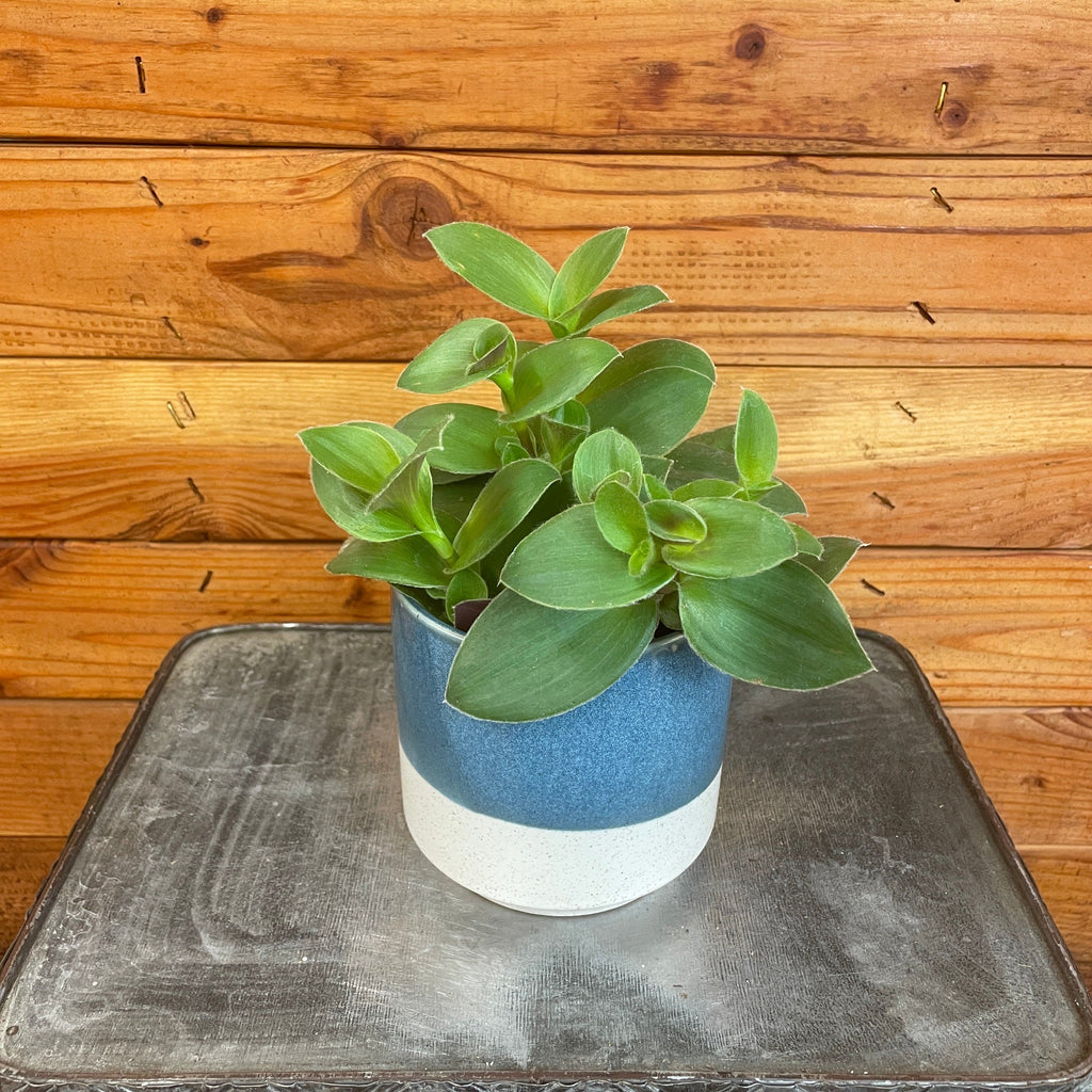 Tradescantia Sillamontana Purple Teddy Bear Vine, 4" Plant live plant