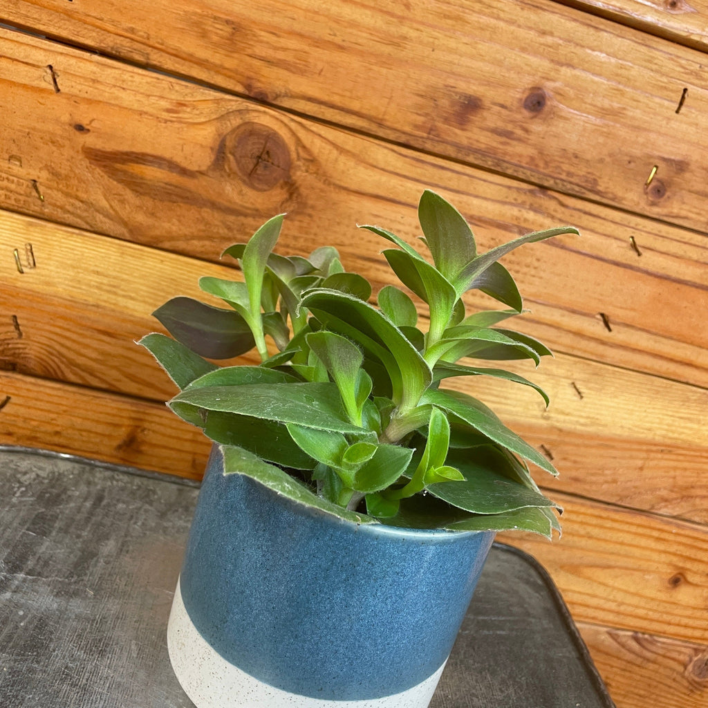 Tradescantia Sillamontana Purple Teddy Bear Vine, 4" Plant live plant - additional view 2