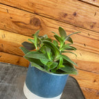 Tradescantia Sillamontana Purple Teddy Bear Vine, 4" Plant live plant - additional view 2
