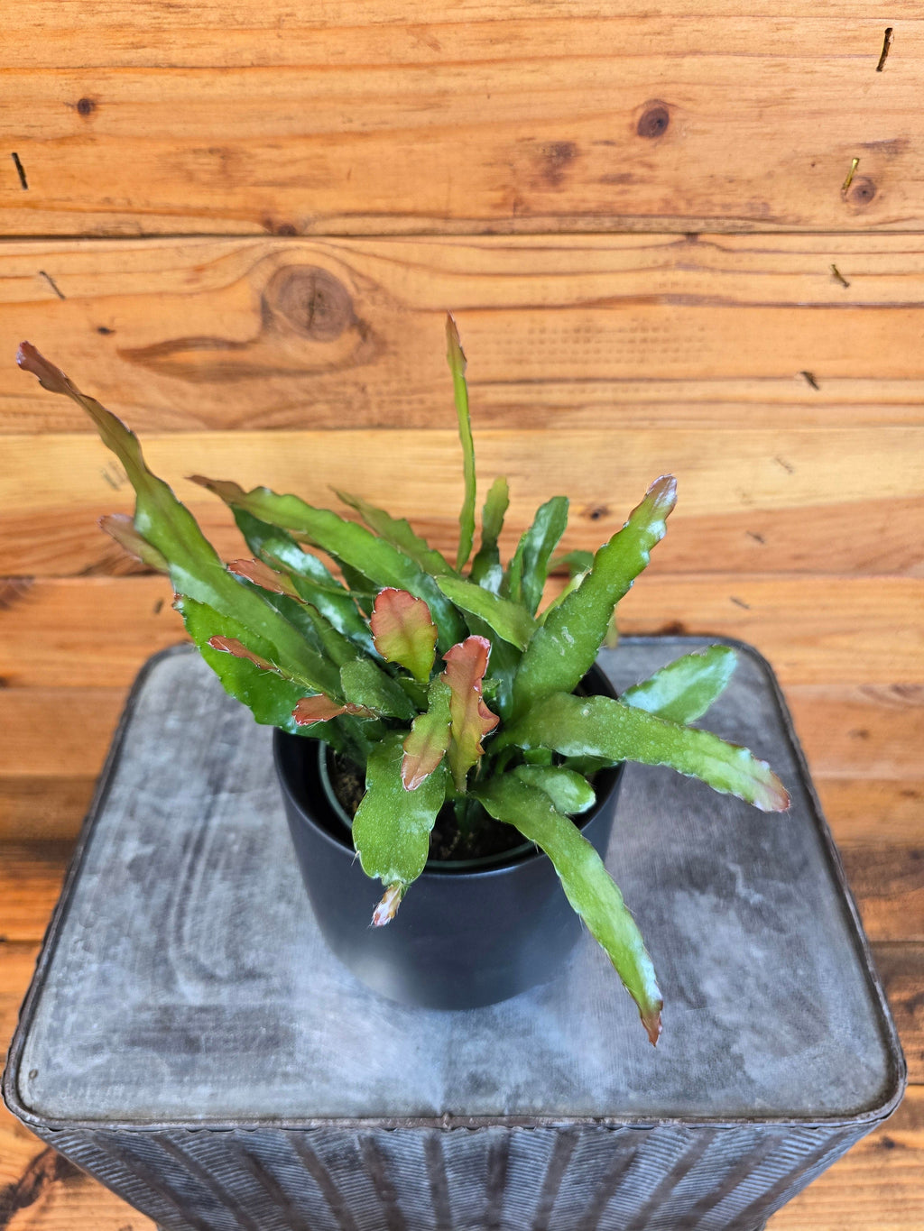 Epiphyllum Anguliger Fire Orchid Cactus, 4" Plant live plant