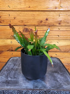 Epiphyllum Anguliger Fire Orchid Cactus, 4" Plant live plant - additional view 2