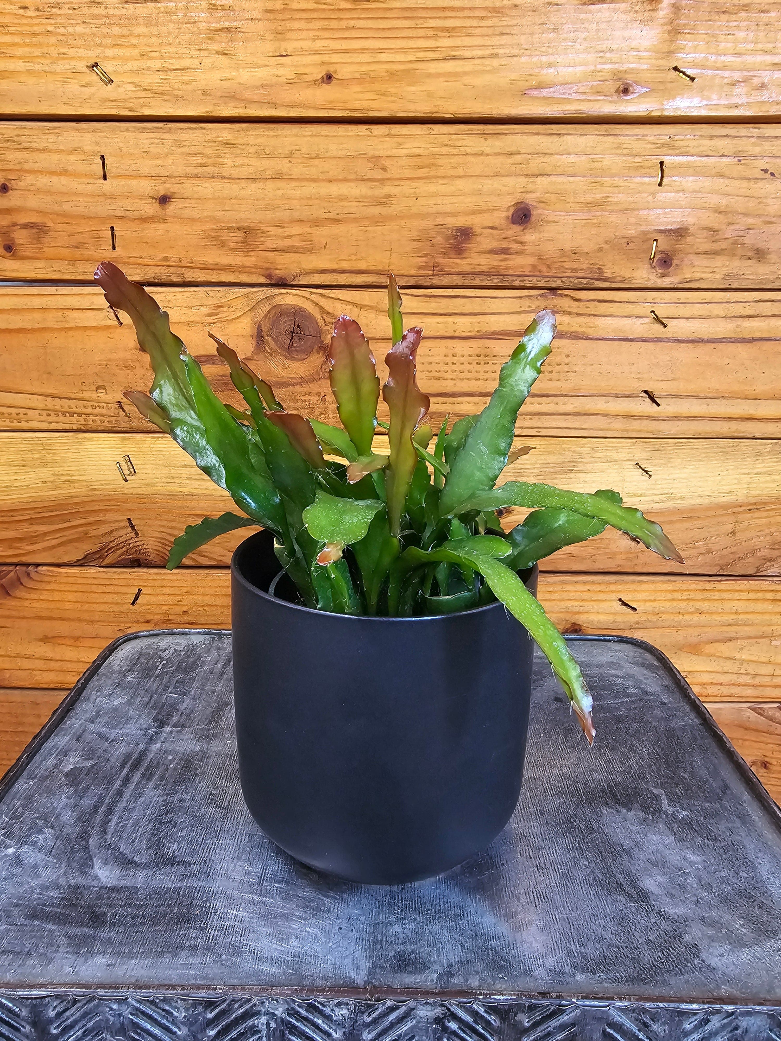 Epiphyllum Anguliger Fire Orchid Cactus, 4" Plant live plant - additional view 2