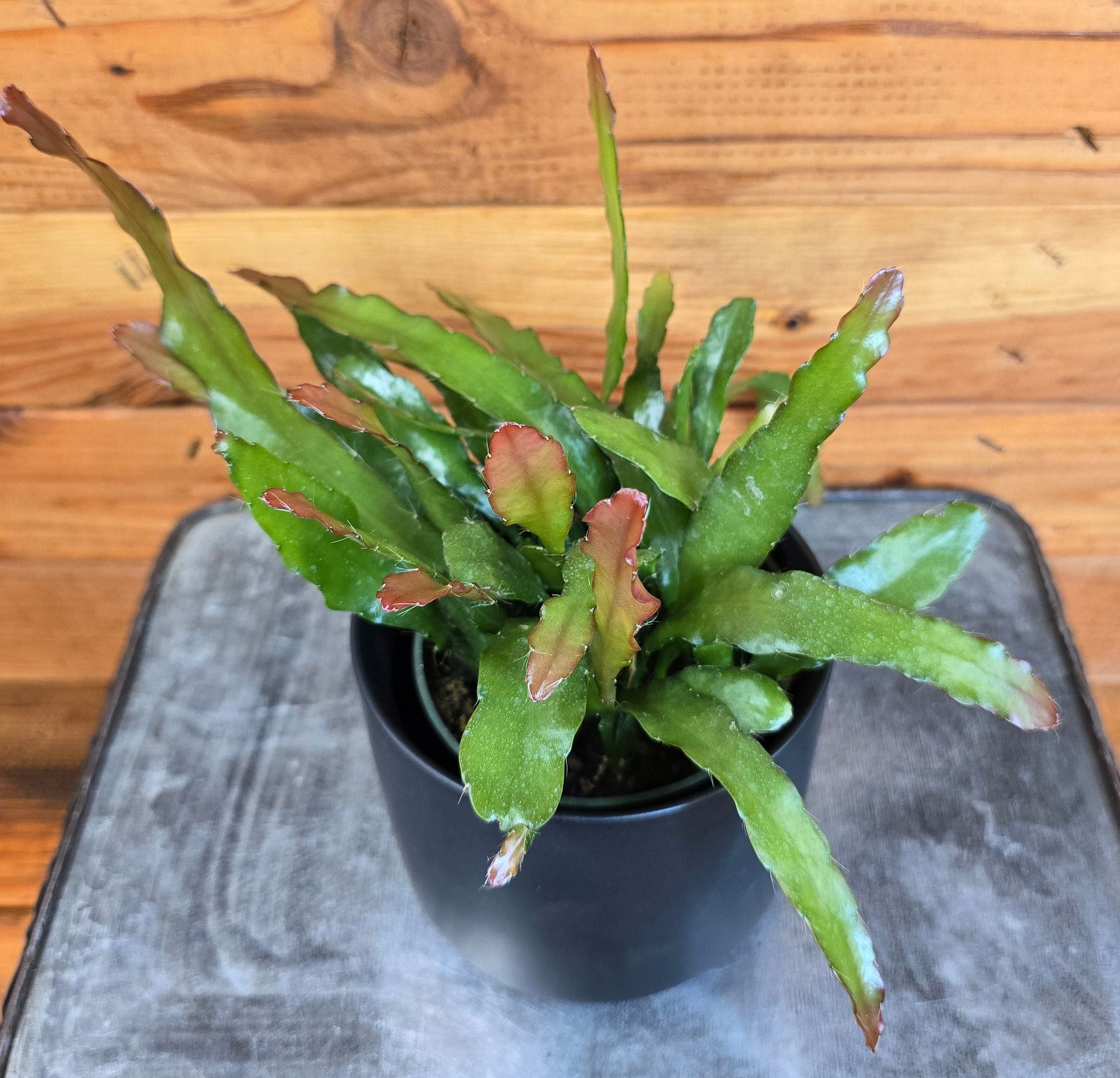 Epiphyllum Anguliger Fire Orchid Cactus, 4" Plant live plant - additional view 3