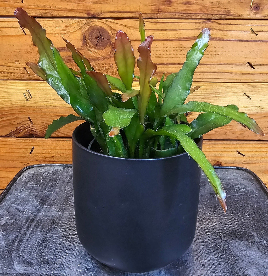 Epiphyllum Anguliger Fire Orchid Cactus, 4" Plant live plant - additional view 4