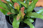 Epiphyllum Anguliger Fire Orchid Cactus, 4" Plant live plant - additional view 5