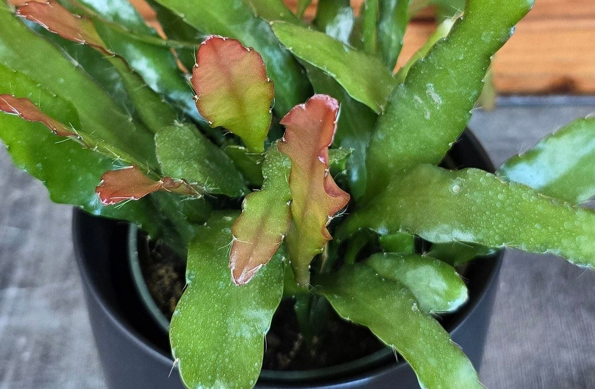 Epiphyllum Anguliger Fire Orchid Cactus, 4" Plant live plant - additional view 5